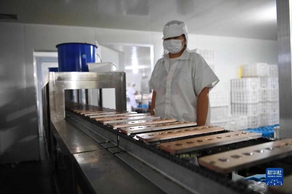 柳岩捕鱼大作战官网
